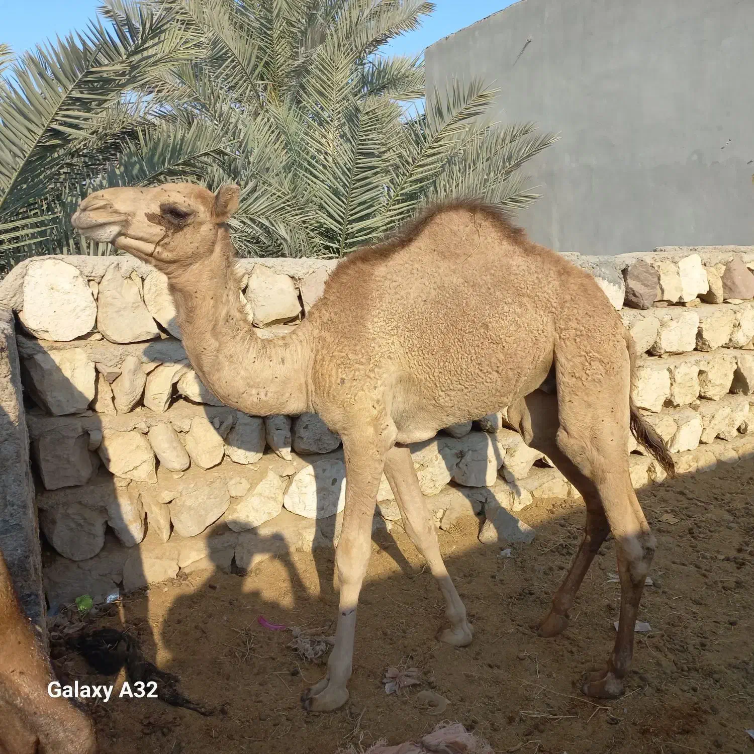 کره شتر|حیوانات مزرعه|مهران (هرمزگان), |دیوار