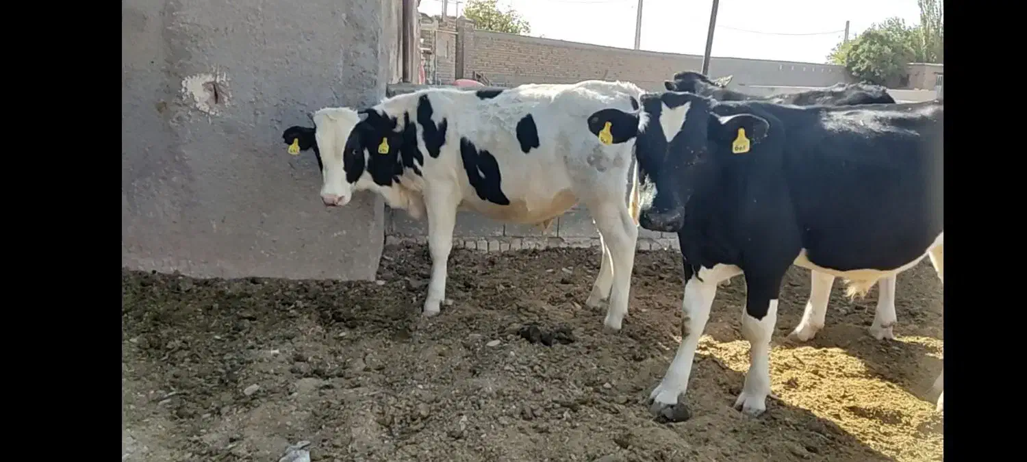 یک راس گوساله هلشتاین ۴۰۰کیلوپاپرواری|حیوانات مزرعه|معصومیه, |دیوار