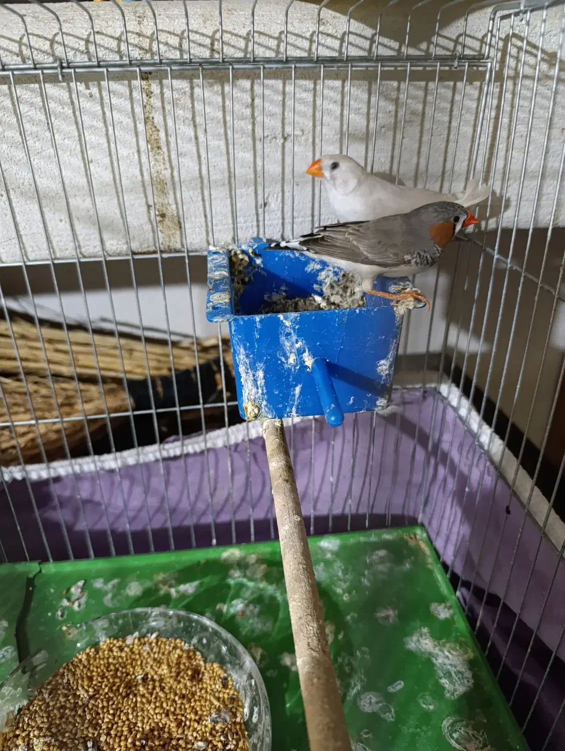 فنچ مولد سالم و زرنگ|پرنده|بهبهان, |دیوار