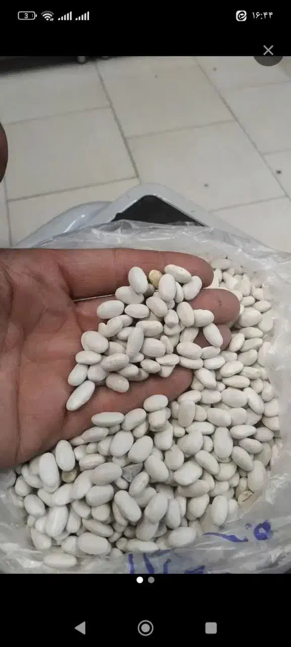 لوبیا سفید|عمده‌فروشی|داران, |دیوار