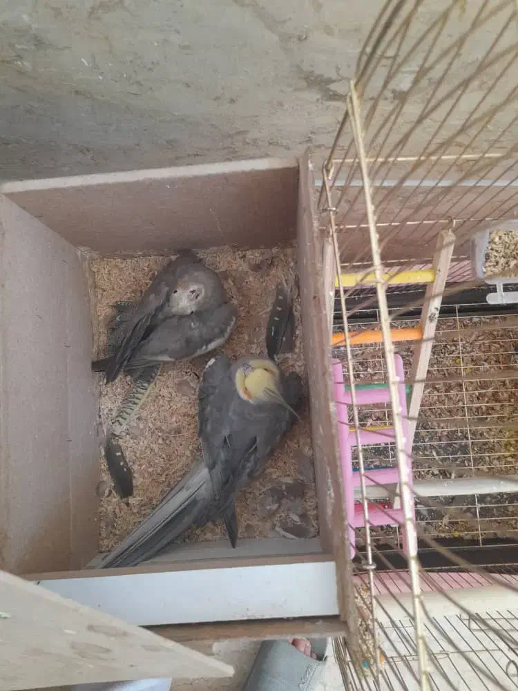 عروس هلندی با قفس|پرنده|کوهدشت, |دیوار