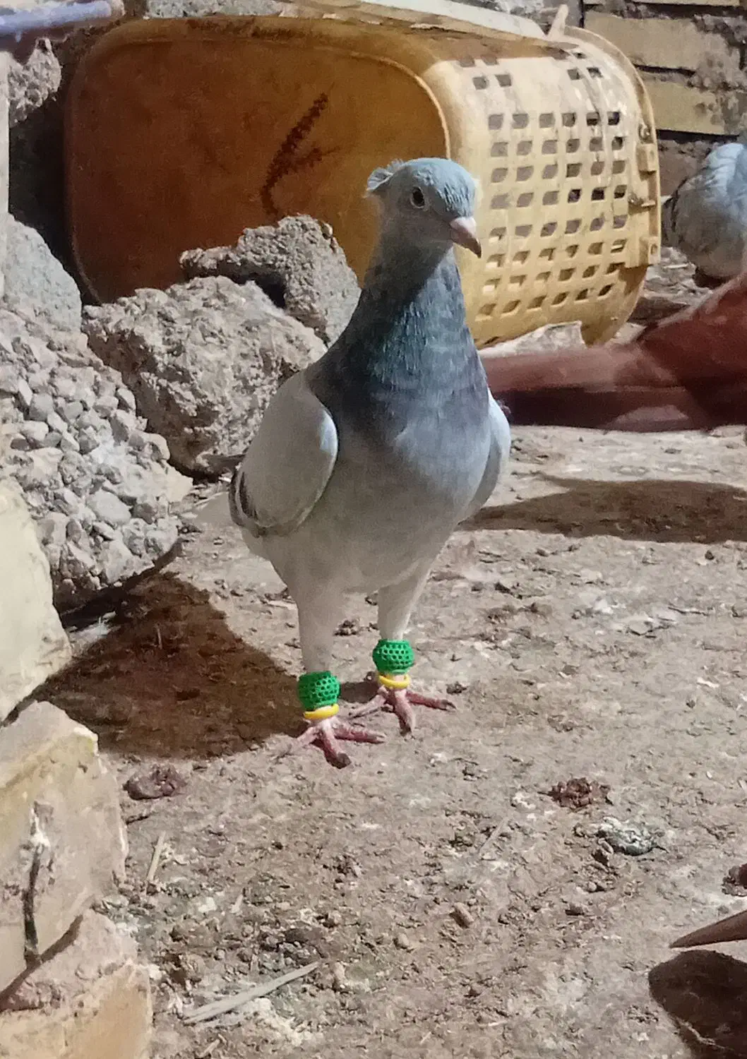 ماده چهی دمپاک|پرنده|شوشتر, |دیوار