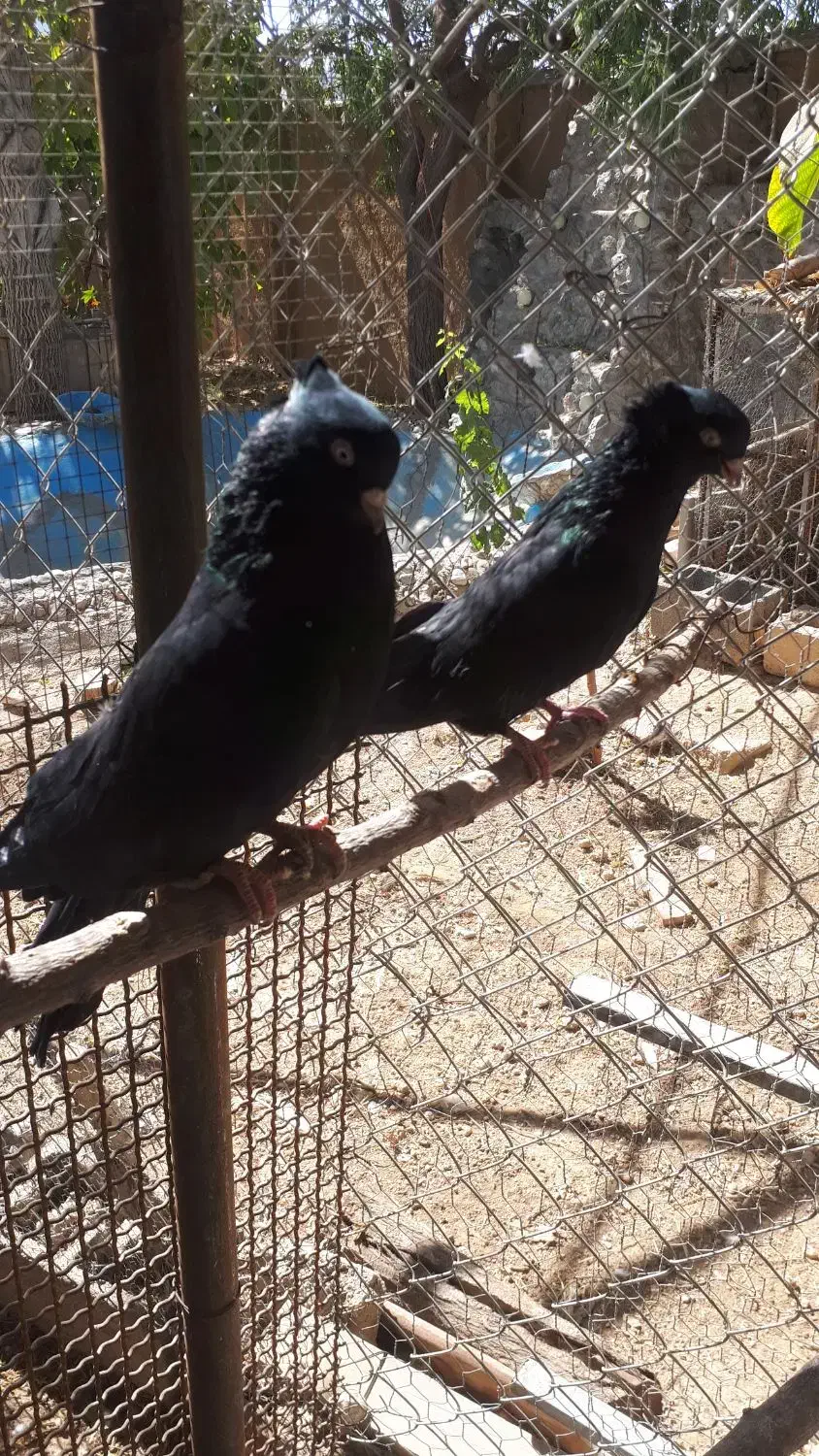 کفتر کبوتر زاغ سفید تهرونی کشیده بلند|پرنده|دهاقان, |دیوار