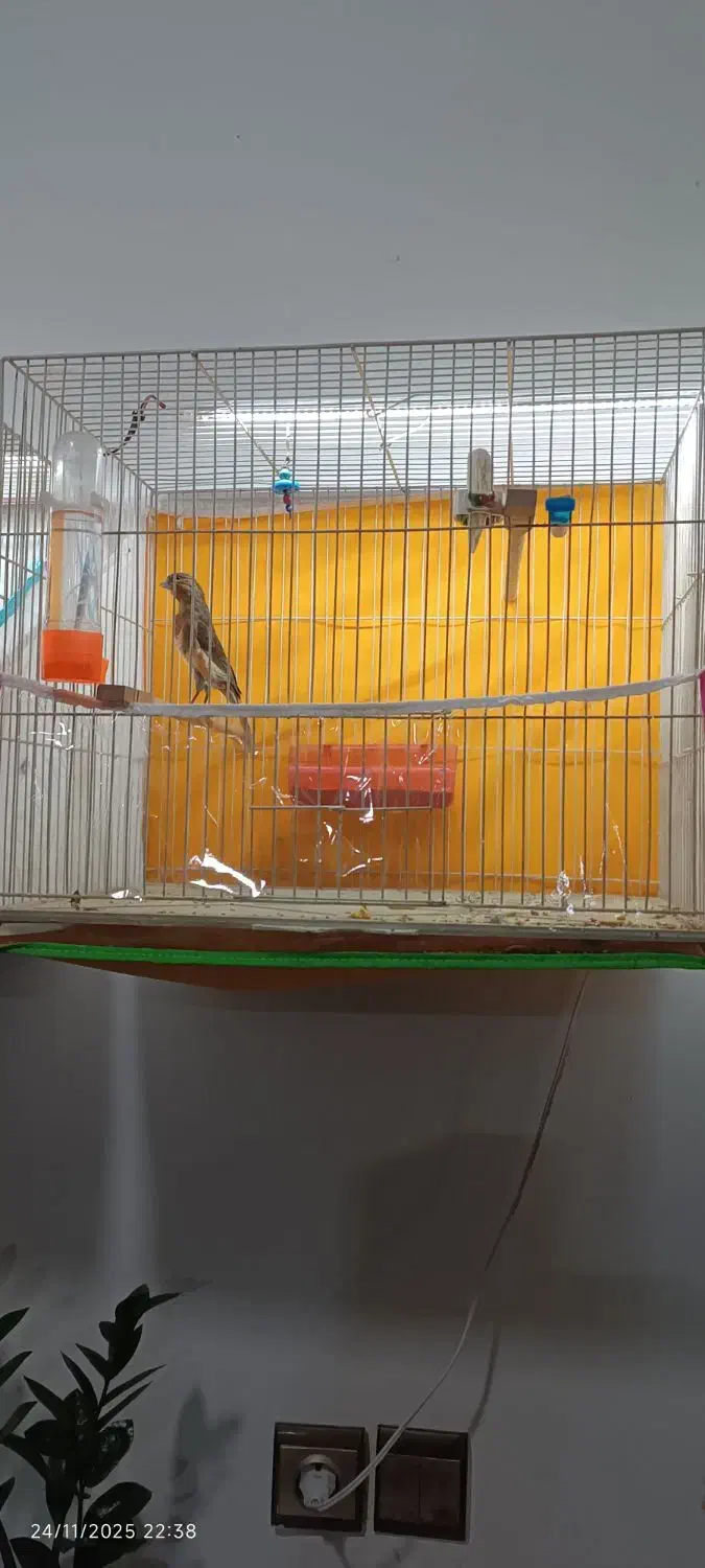 قناری|پرنده|سرخس, |دیوار