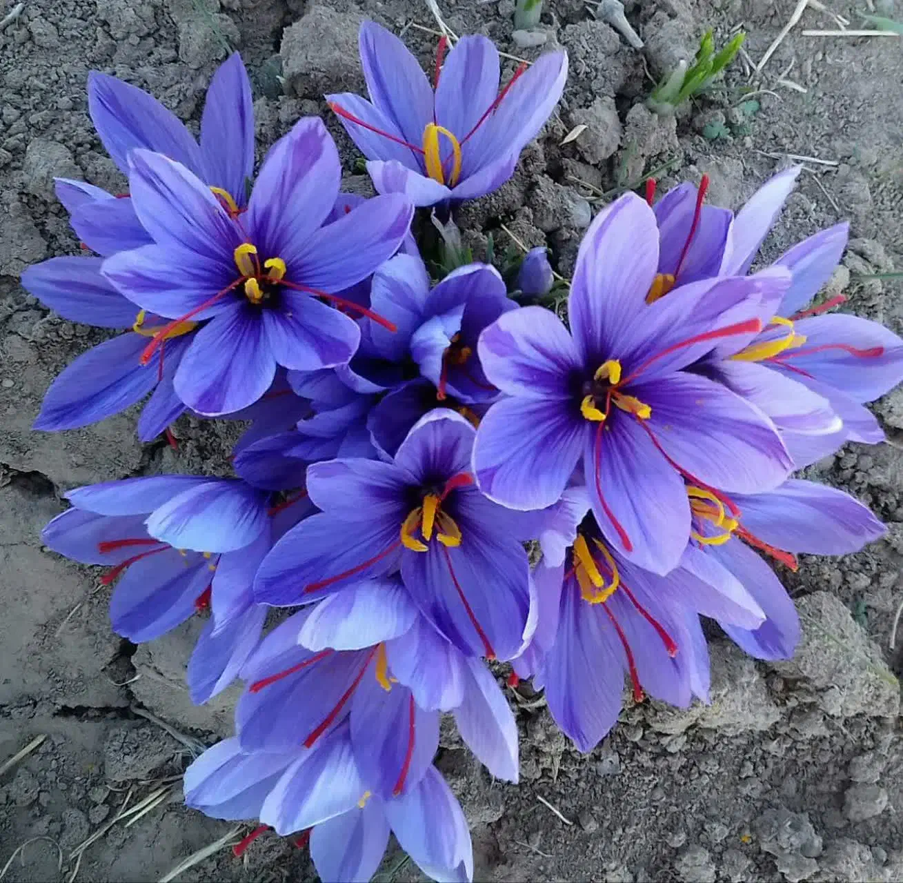 مسابقه عکس زعفرانی|گردهمایی و همایش|تیران, |دیوار