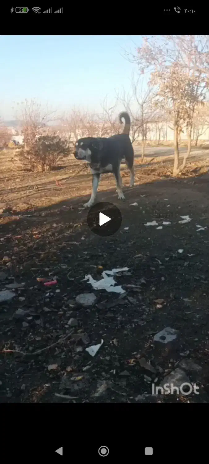 واگذاری|سگ|میاندوآب, |دیوار