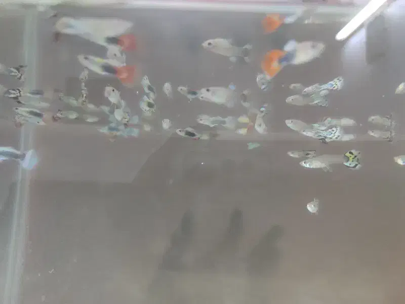 ماهی ،اکواریوم|ماهی|گنبد کاووس, |دیوار