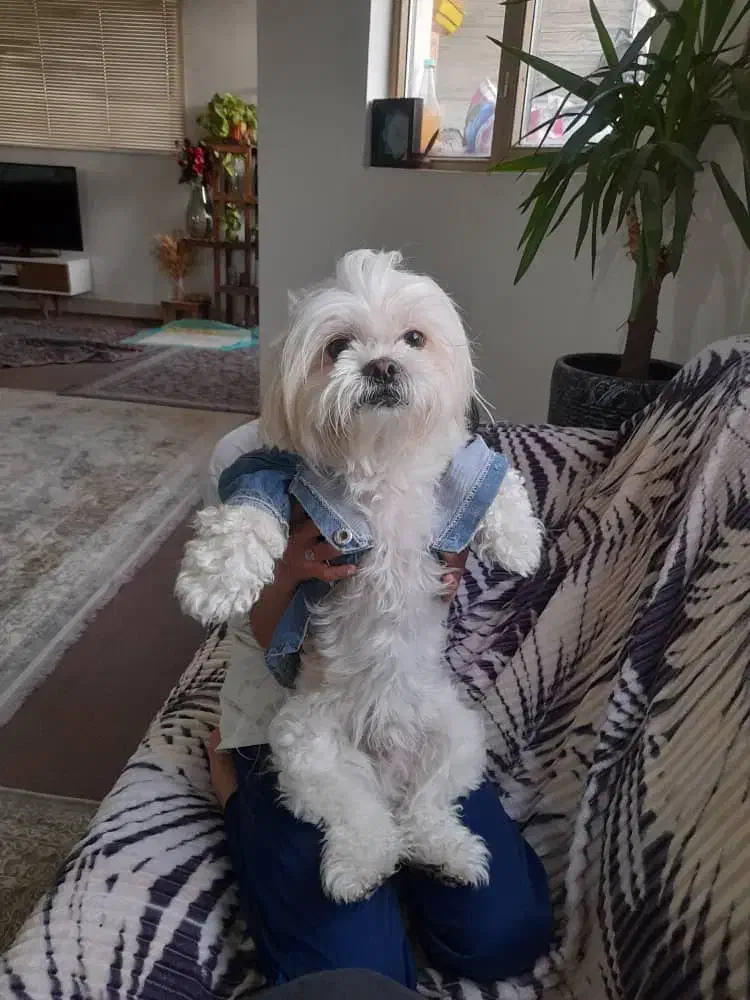 گمشده|حیوانات|شهرکرد, |دیوار