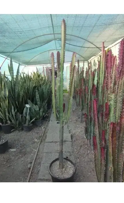 افوربیا کاکتوس قرمز|گل و گیاه طبیعی|تهران, بوستان سرخه حصار|دیوار