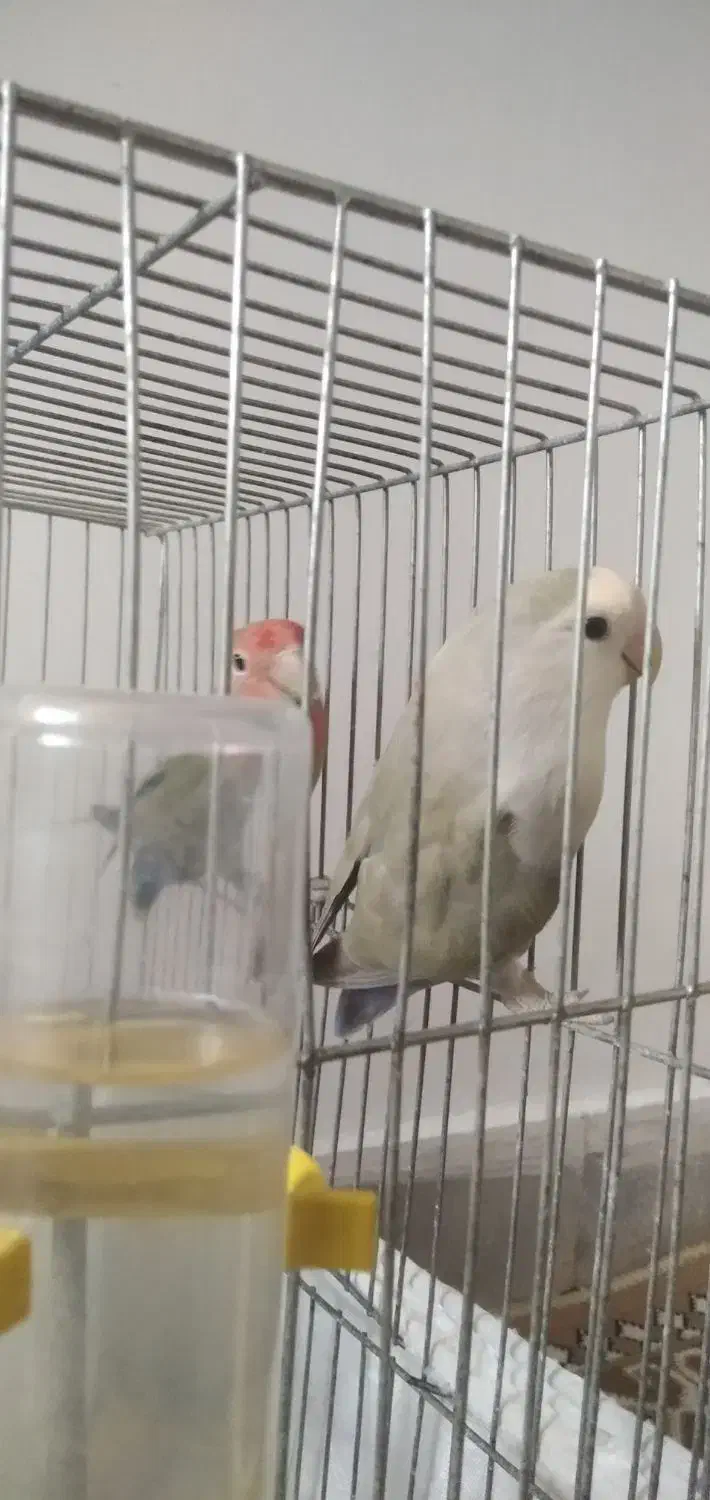 کوتوله در مامونیه|پرنده|زرندیه, |دیوار