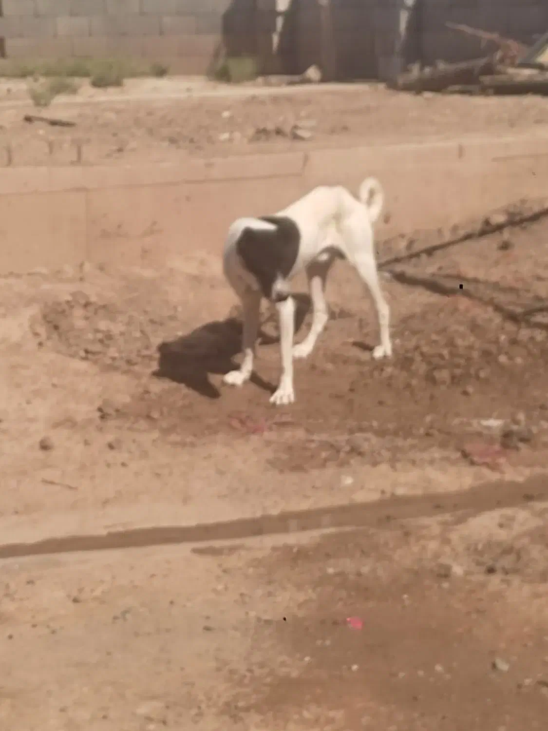 توله سگ نر|سگ|تبریز, |دیوار