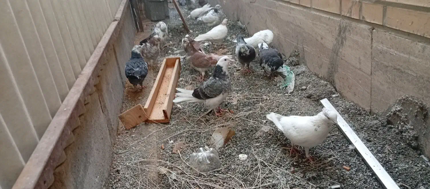 کبوتر|پرنده|رباطکریم, شهرک صنعتی نصیرآباد|دیوار