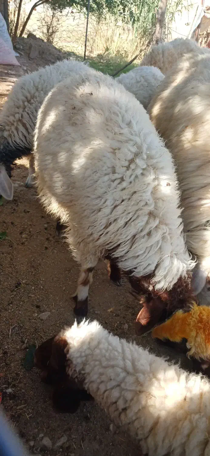 بره|حیوانات مزرعه|چوار, |دیوار