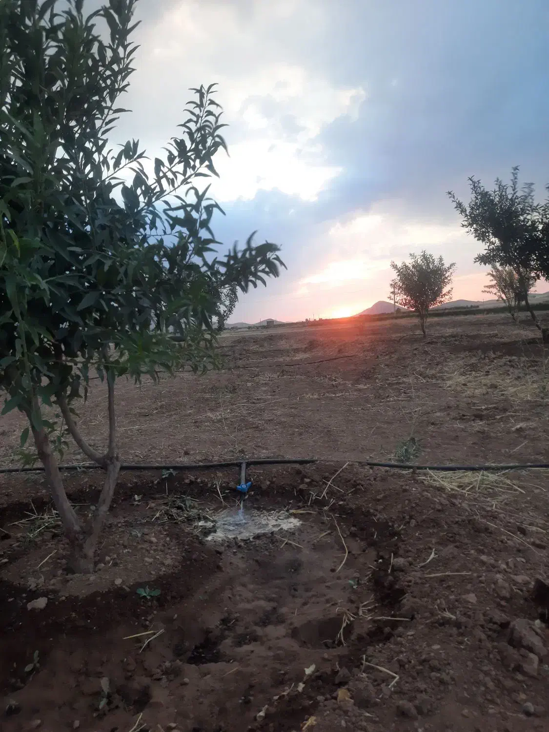 زمین کشاورزی باغ مناسب احداث گلخانه|فروش دفتر صنعتی، کشاورزی، تجاری|داران, |دیوار