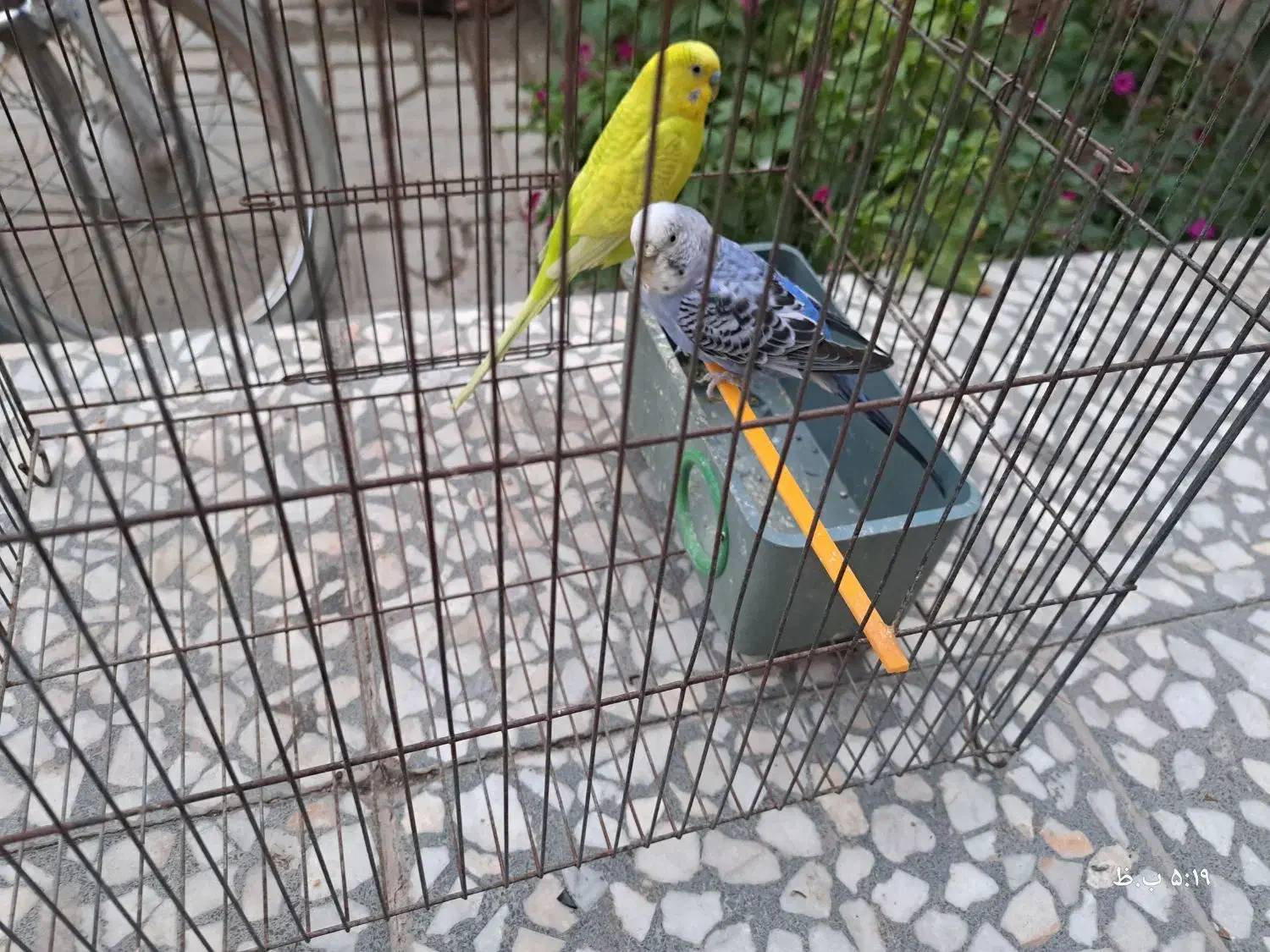 یک جفت مرغ عشق|پرنده|مرودشت, بیست متری بیمارستان|دیوار