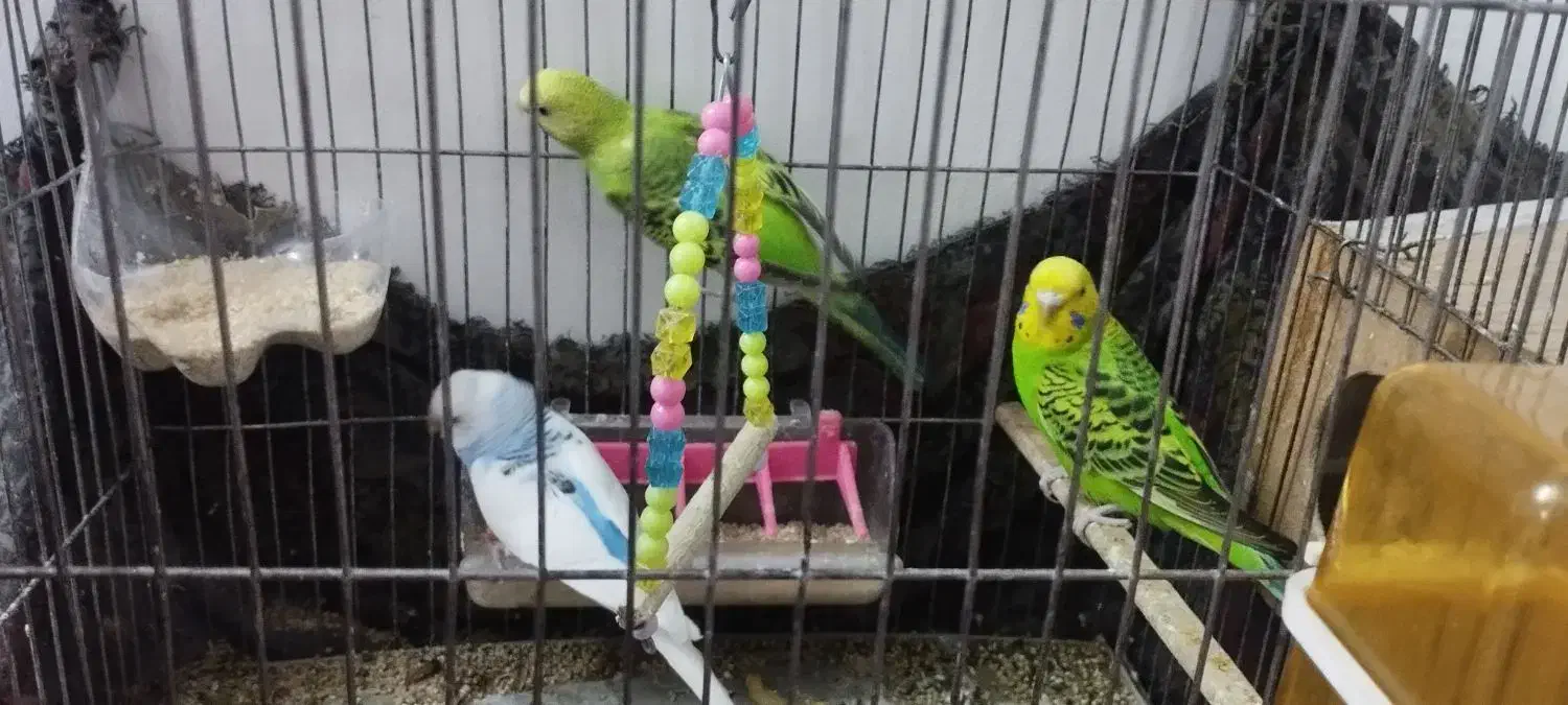 مرغ عشق|پرنده|خاوران, |دیوار