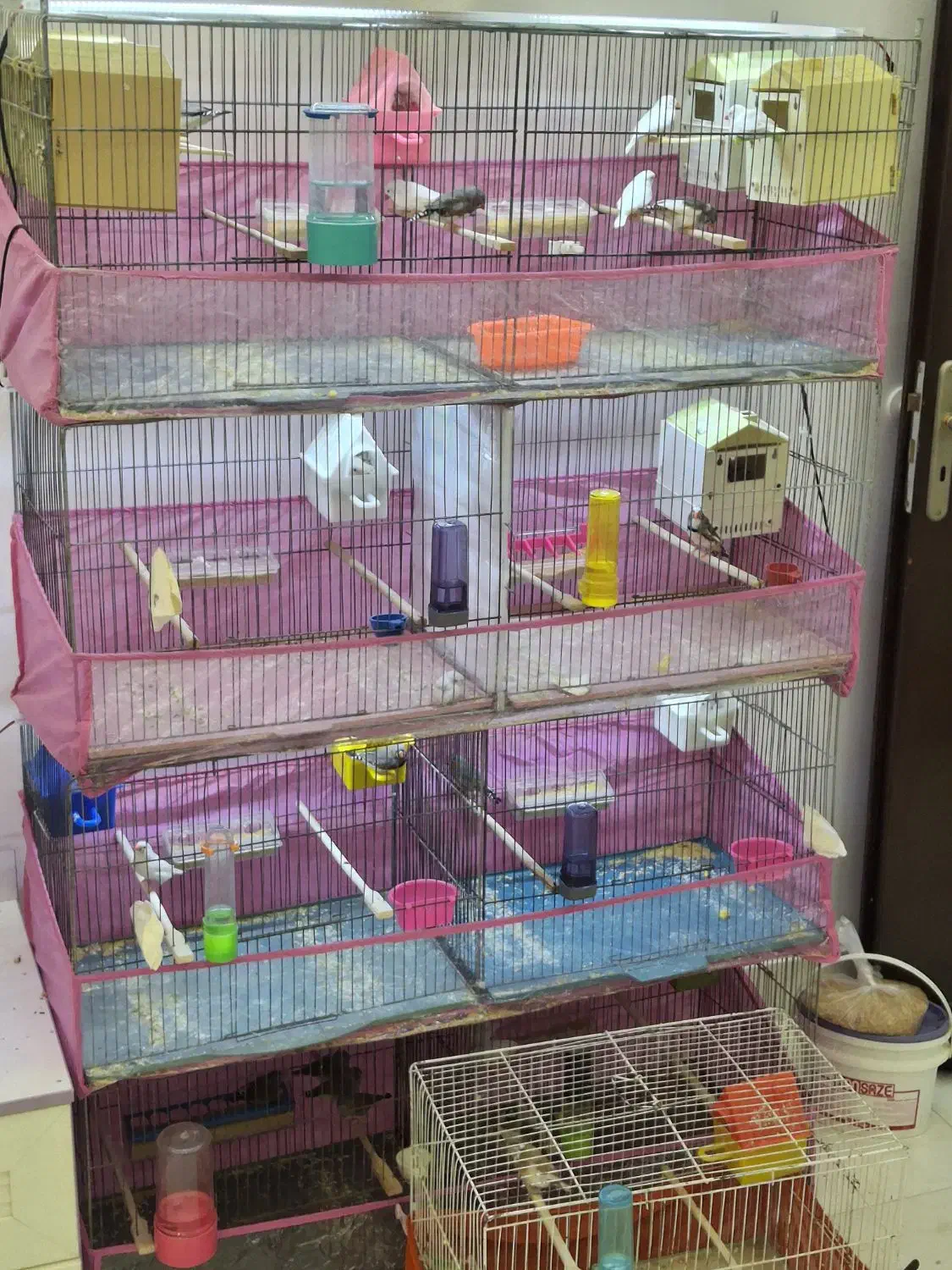 فنچ مولد|پرنده|ارومیه, |دیوار