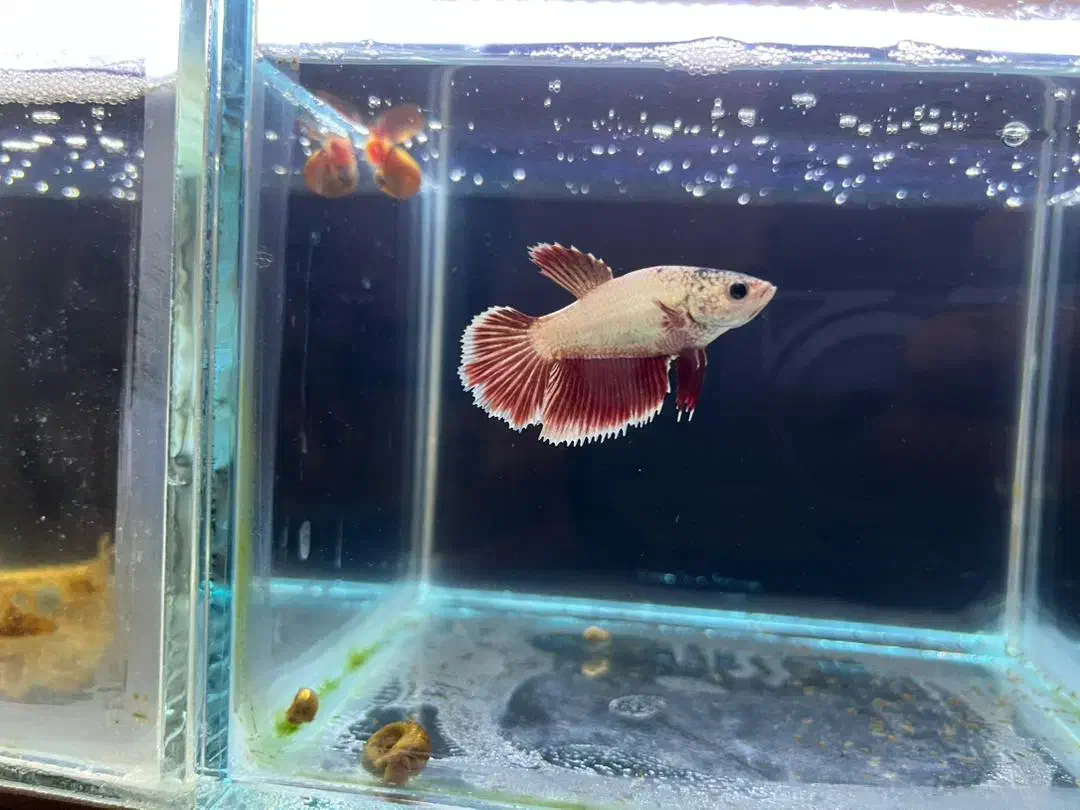 فایتر ماده هافمون|ماهی|تهران, آبشار|دیوار