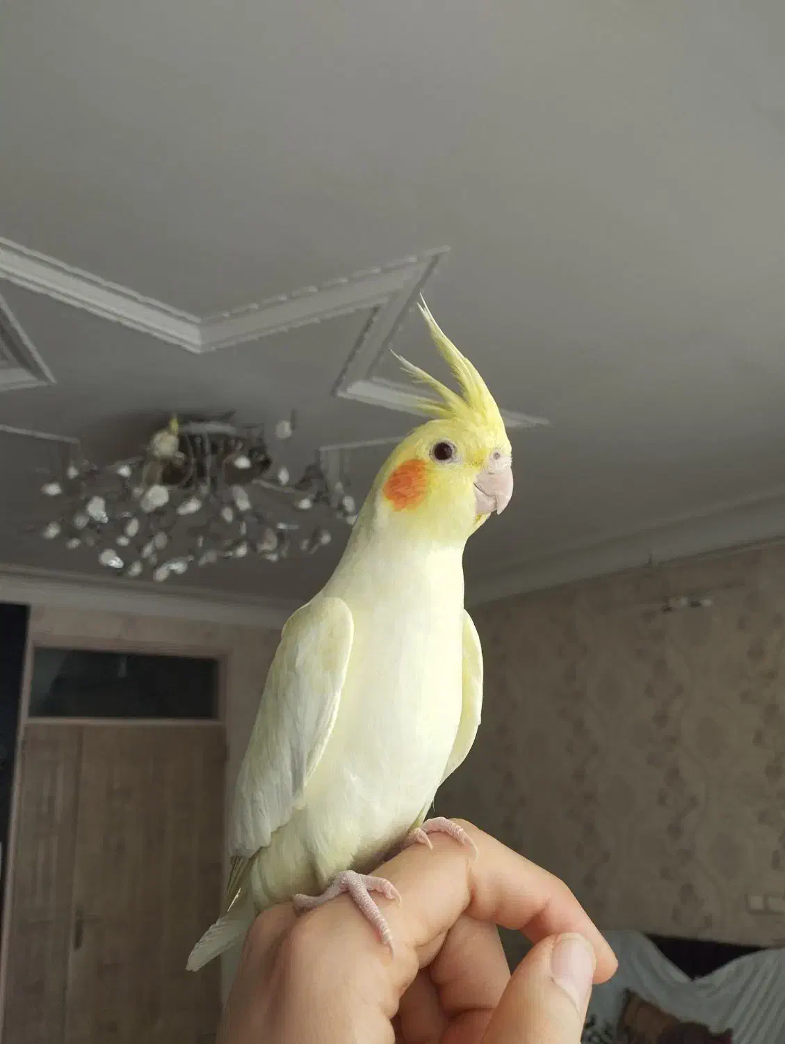 عروس هلندی 6 ماهه کاملاً دستی مناسب سخنگو شدن|پرنده|دورود, |دیوار