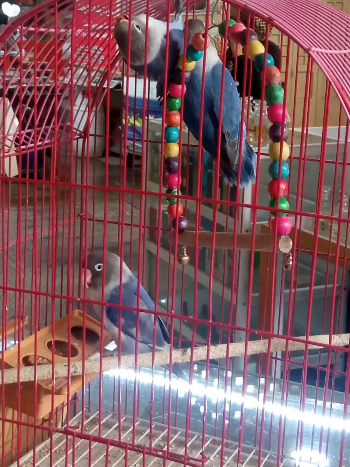 کوتوله برزیلی نروماده|پرنده|اصفهان, شهشهان|دیوار