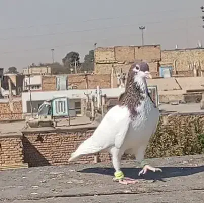 کفتر گمشده  خال سرخ|حیوانات|نیشابور, خط کاشمر|دیوار