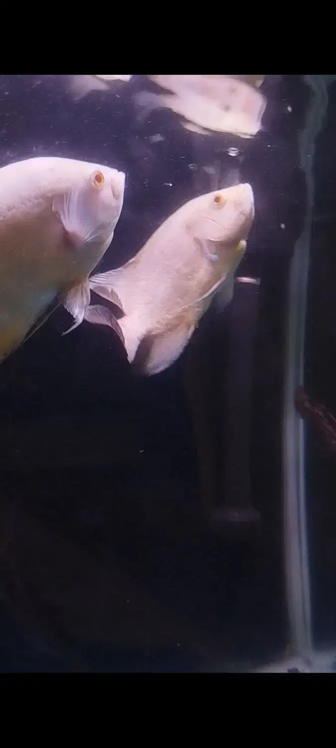 فروش ماهی|ماهی|ماکو, |دیوار