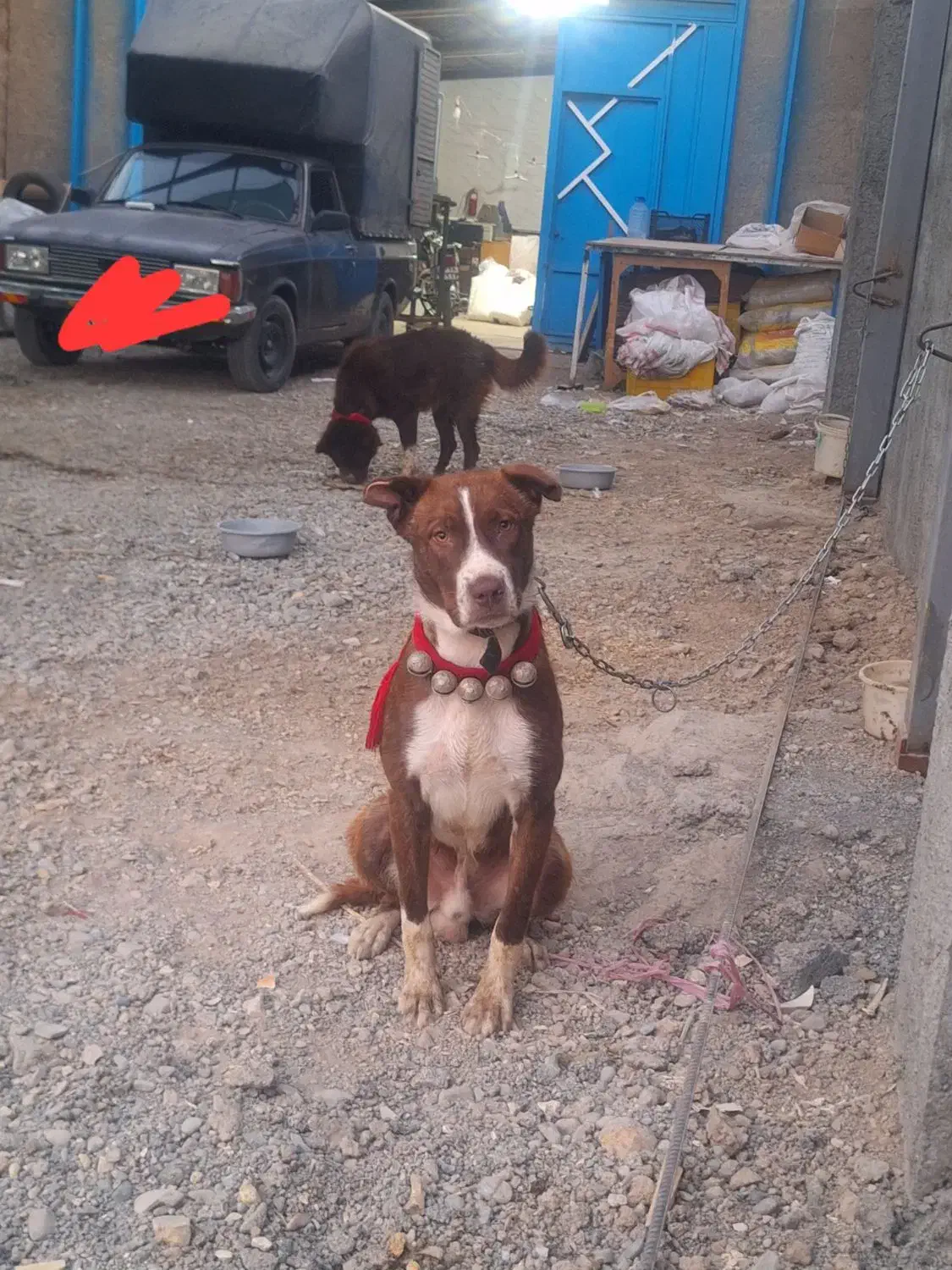 نر کورسو سرخ یه سر قدرجون|سگ|اصفهان, گرکان|دیوار