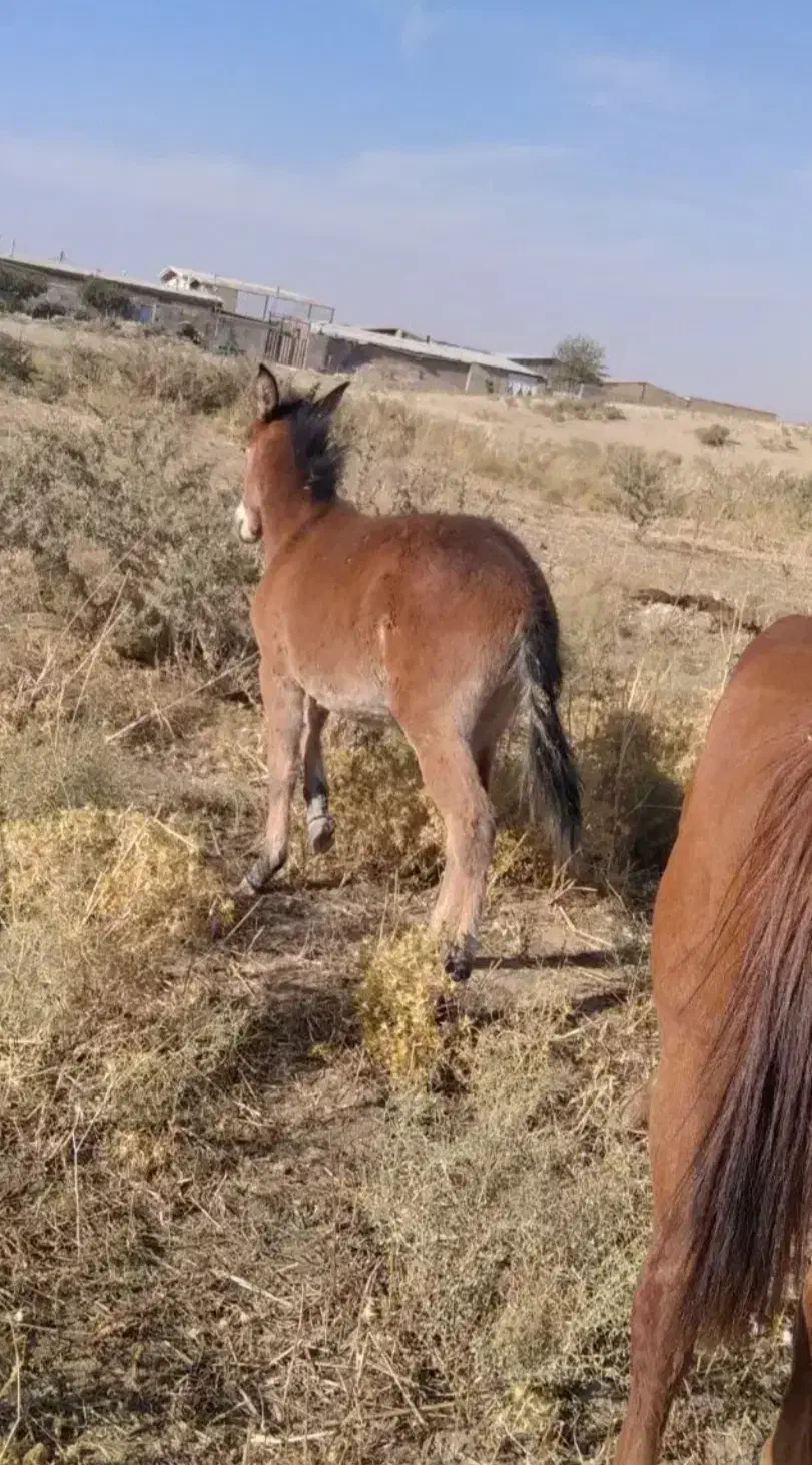 قاطر نر ۵ماهه|حیوانات مزرعه|بانه, |دیوار