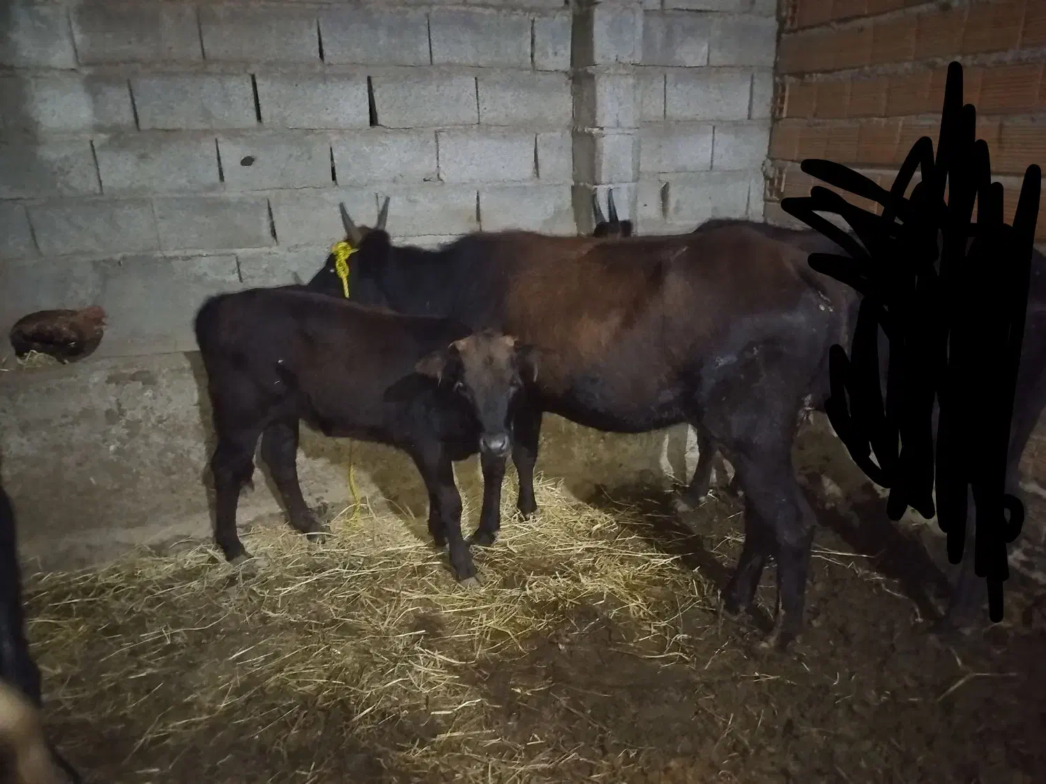 گاو محلی|حیوانات مزرعه|شاهرود, |دیوار