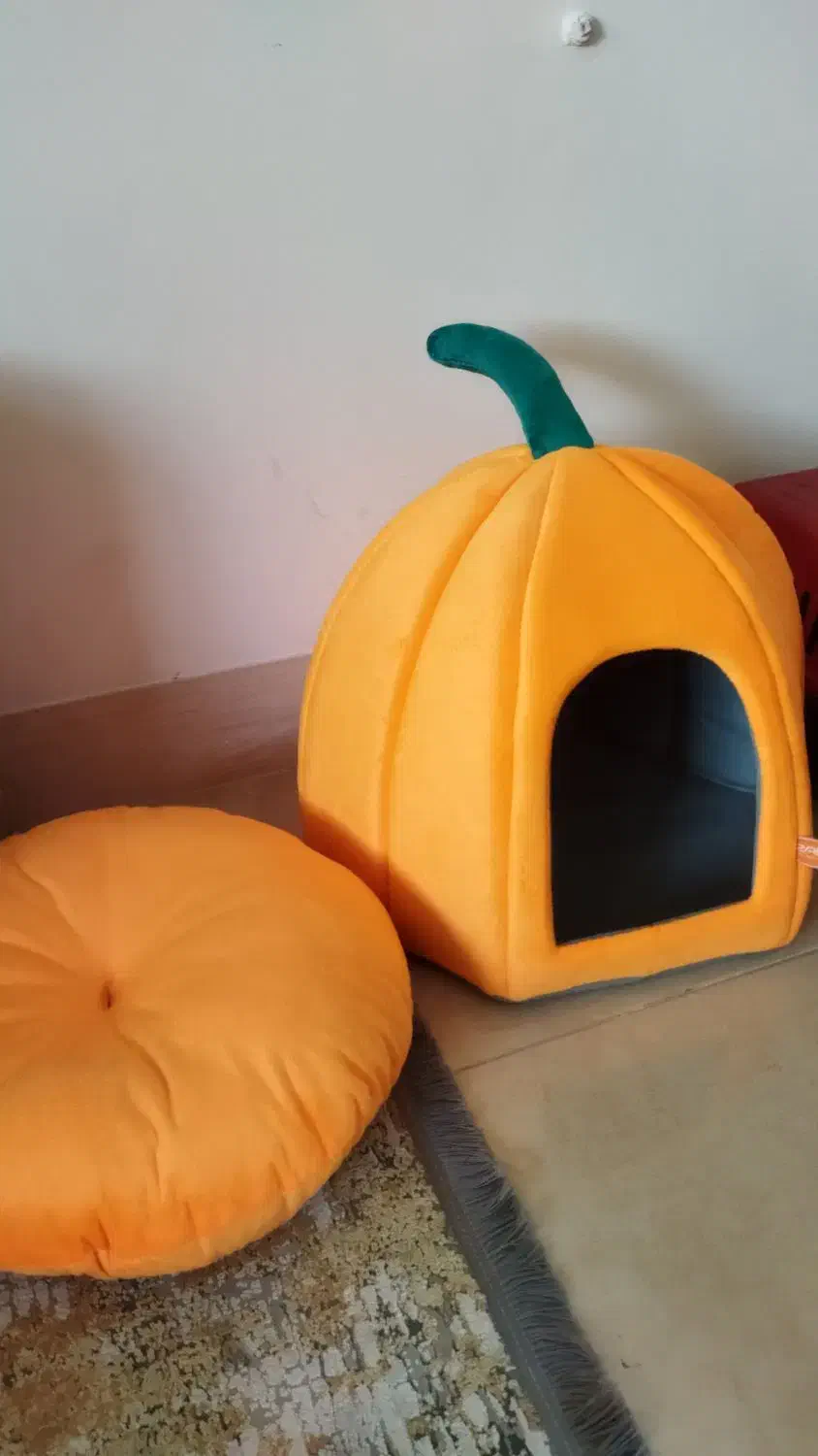 گربه|لوازم جانبی حیوانات|شیراز, شهرک بزین|دیوار