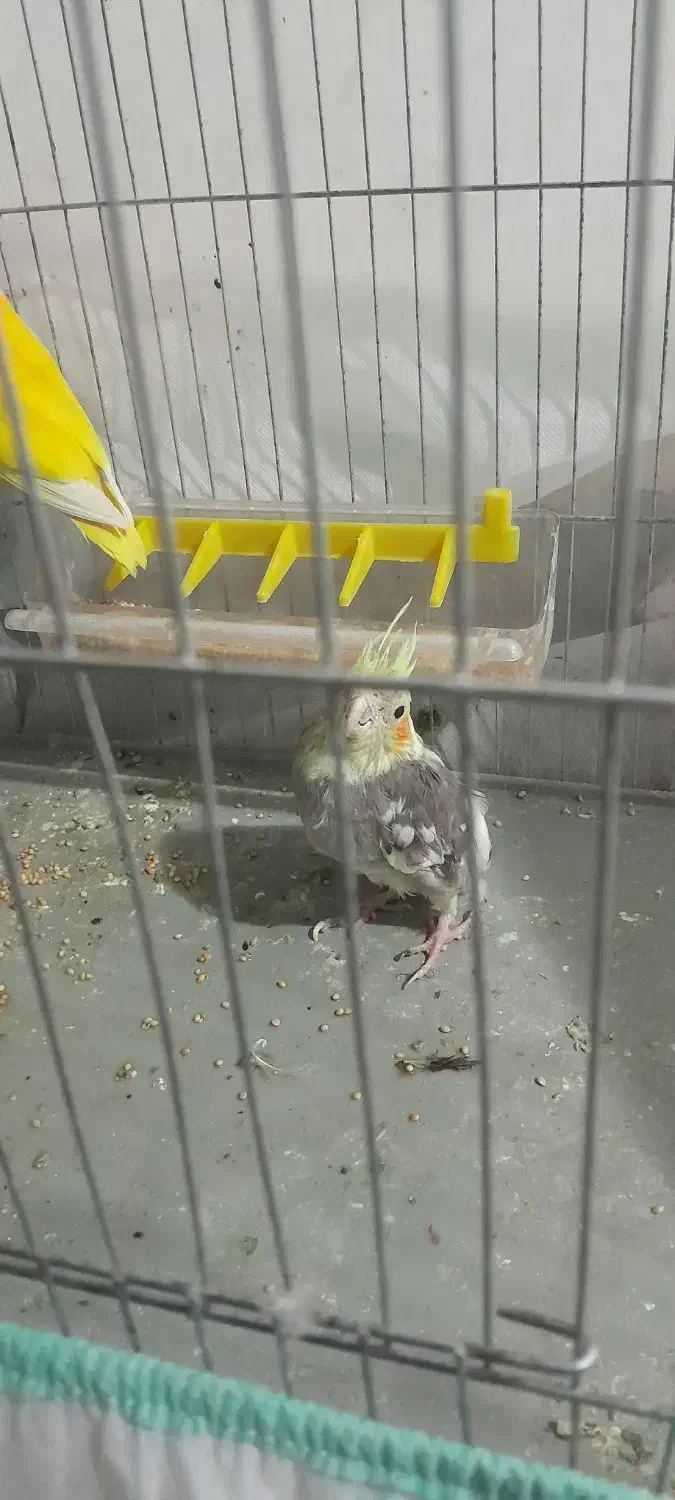 عروس هلندی۳۰۰|پرنده|قزوین, |دیوار