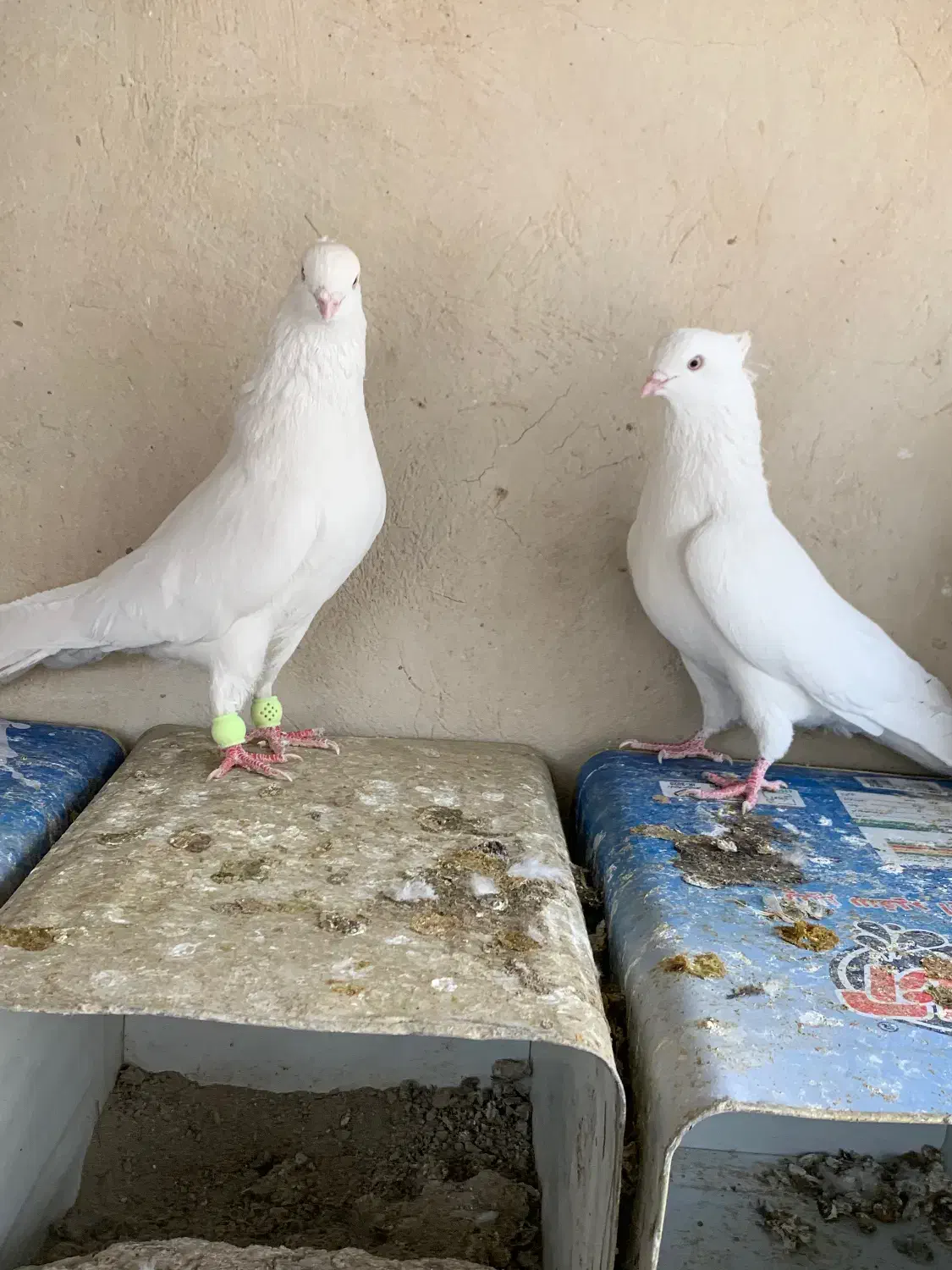 دوتانر نوک ریز|پرنده|پیر بکران, |دیوار