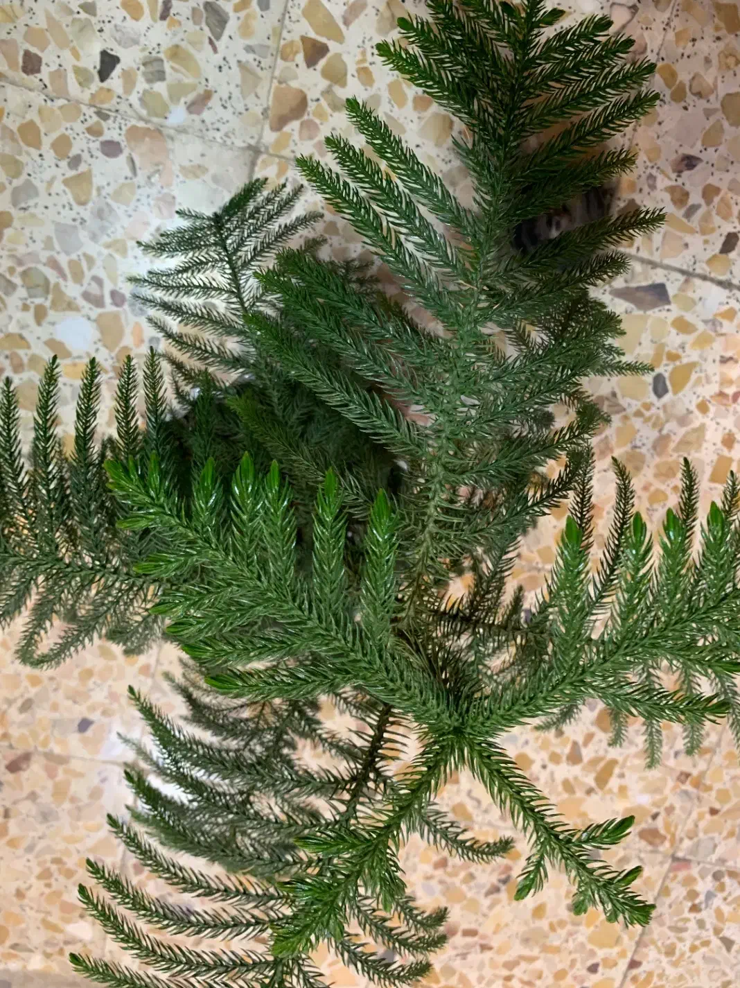 گل و گیاه|گل و گیاه طبیعی|پارسآباد, |دیوار