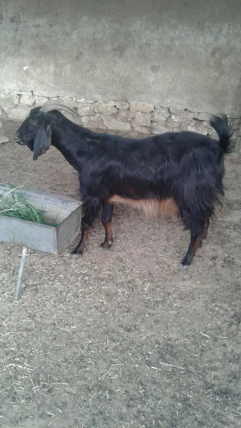 بز هم شیری هست هم قصابی|حیوانات مزرعه|برازجان, |دیوار