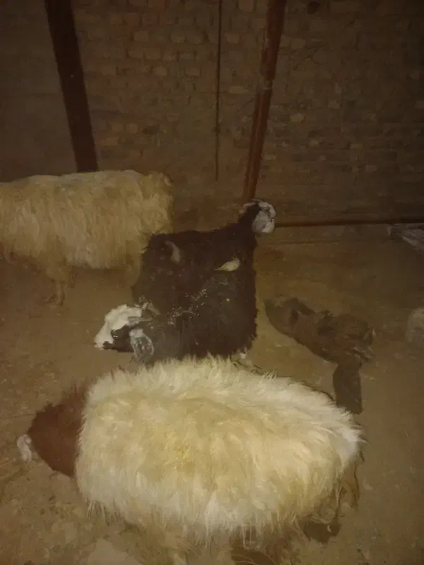 دو عدد بزغاله کوچک ماده|حیوانات مزرعه|بیرجند, |دیوار