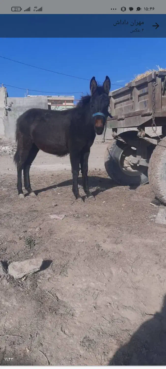 قاطر فروشی|حیوانات مزرعه|اردبیل, |دیوار