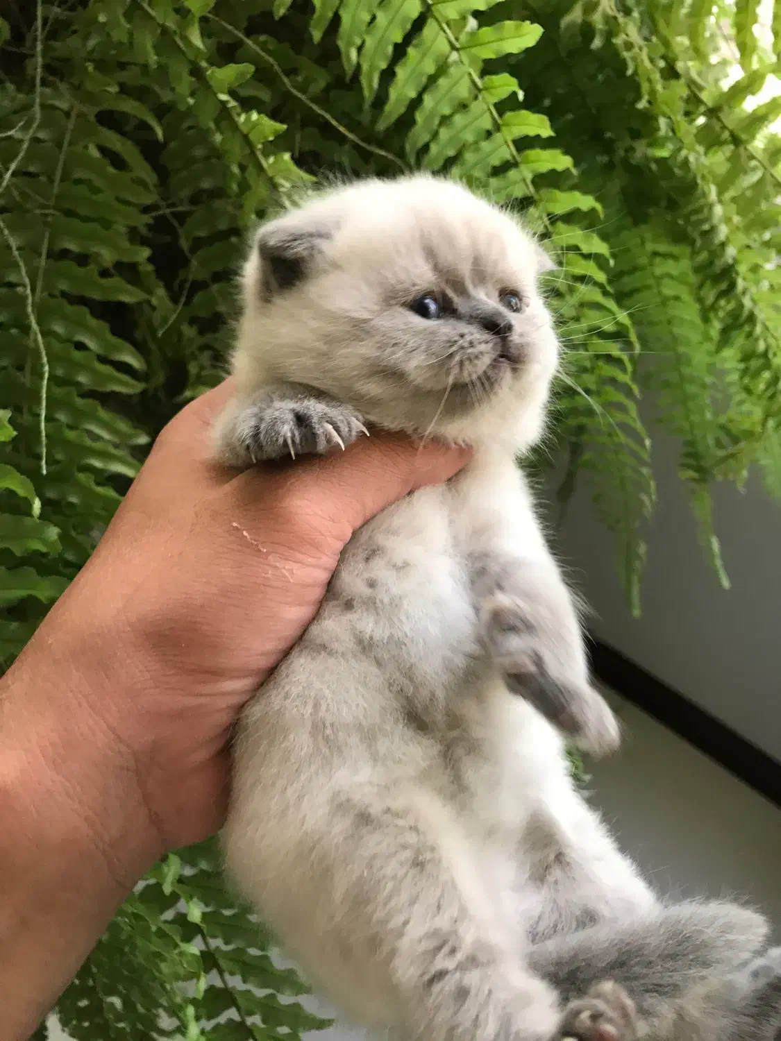 گربه بریتیش و اسکاتیش|گربه|کرج, شهرک بنفشه|دیوار