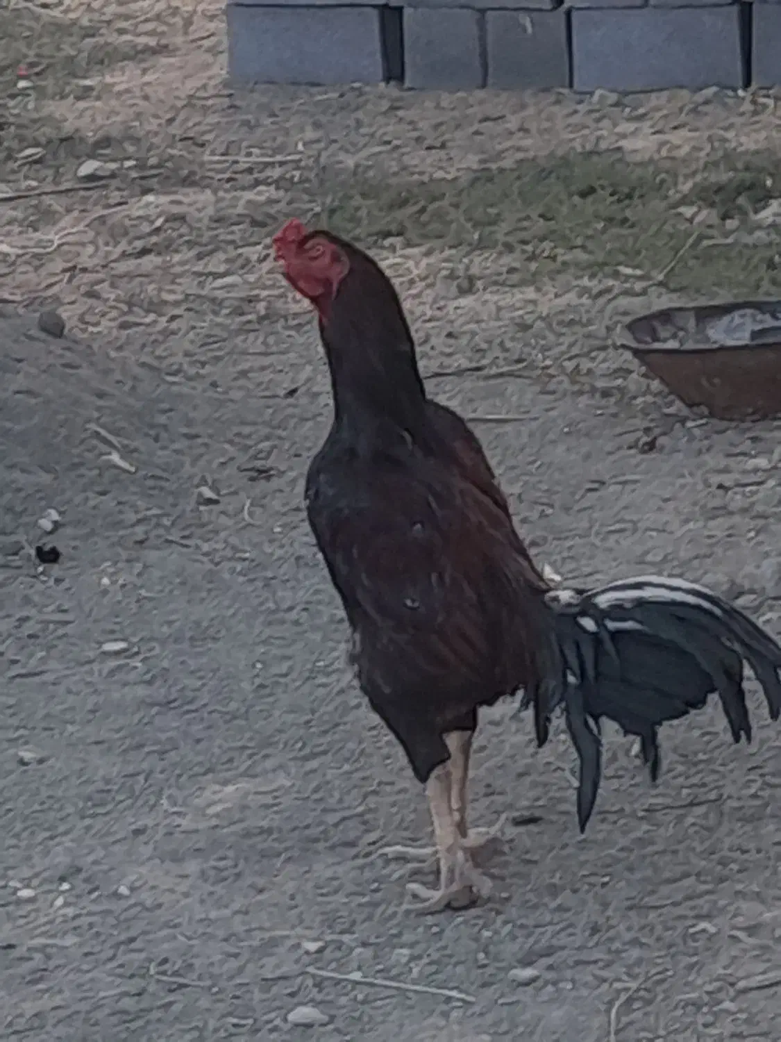 مرغ و خروس لاری|حیوانات مزرعه|بلبان آباد, |دیوار