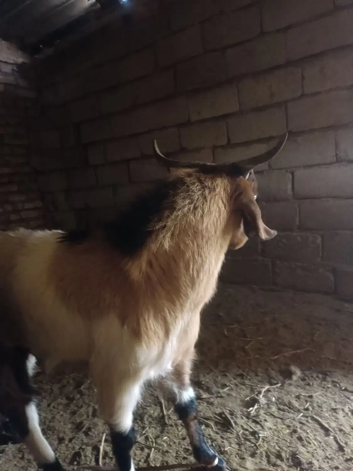 کره نر|حیوانات مزرعه|زرند, |دیوار