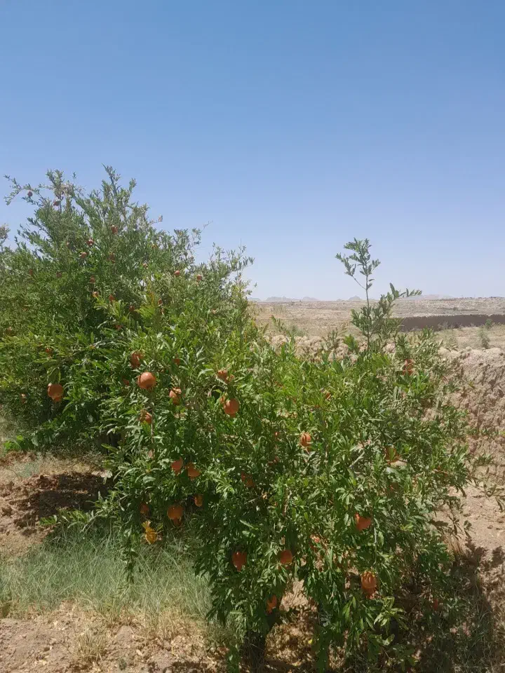 فروش فوری باغ بایک ساعت اب درخوسف|فروش دفتر صنعتی، کشاورزی، تجاری|خوسف, |دیوار