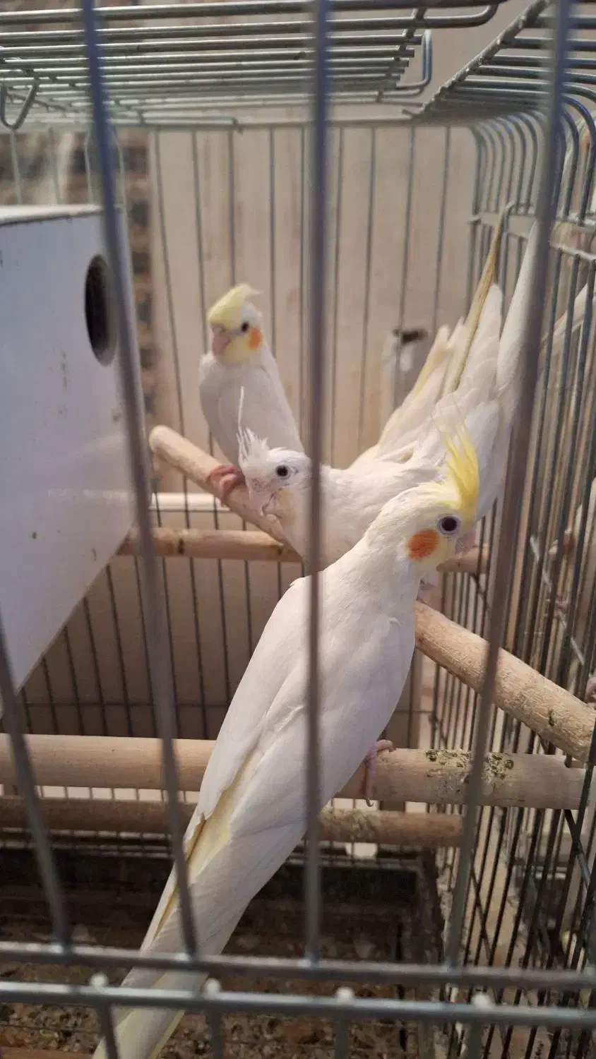 عروس هلندی نر وماده دون خور مادر.|پرنده|کاشان, سوریجان|دیوار