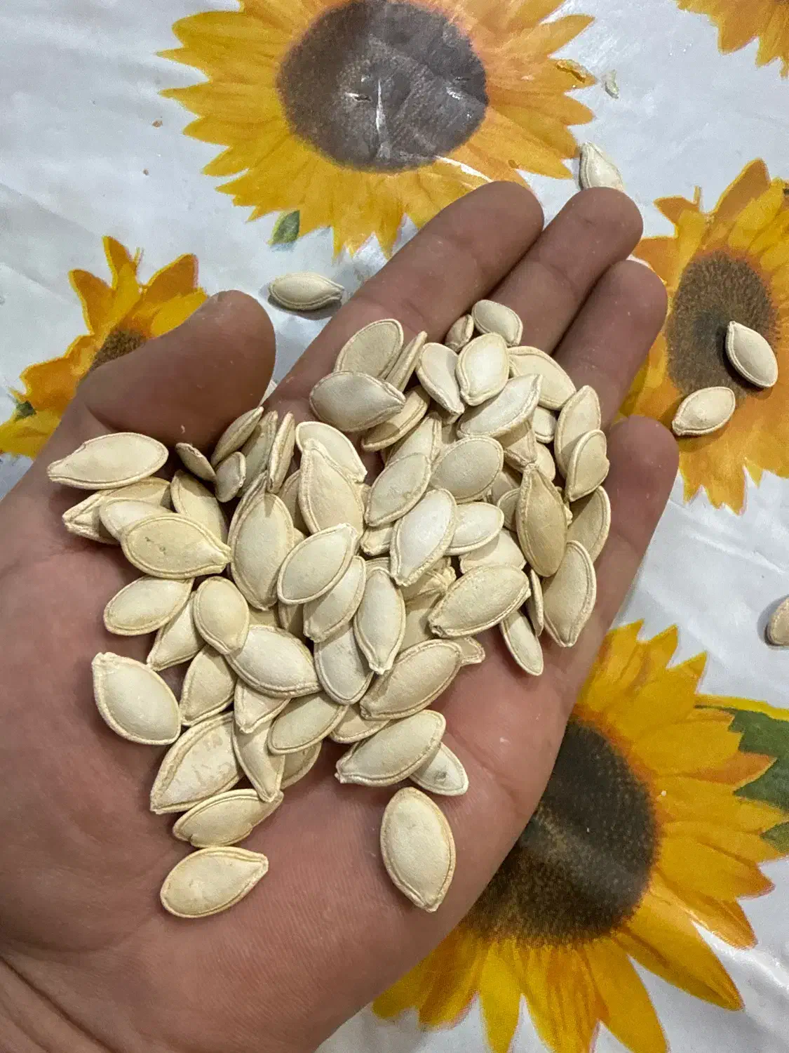 تخمه کدو درجه یک|عمدهفروشی|آباده, |دیوار