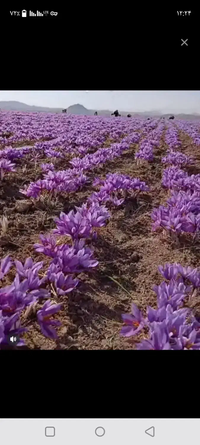 گل زعفران همه روزه موجوده واسه قیمت پیام بدید|خوردنی و آشامیدنی|مشهد, ترمینال|دیوار