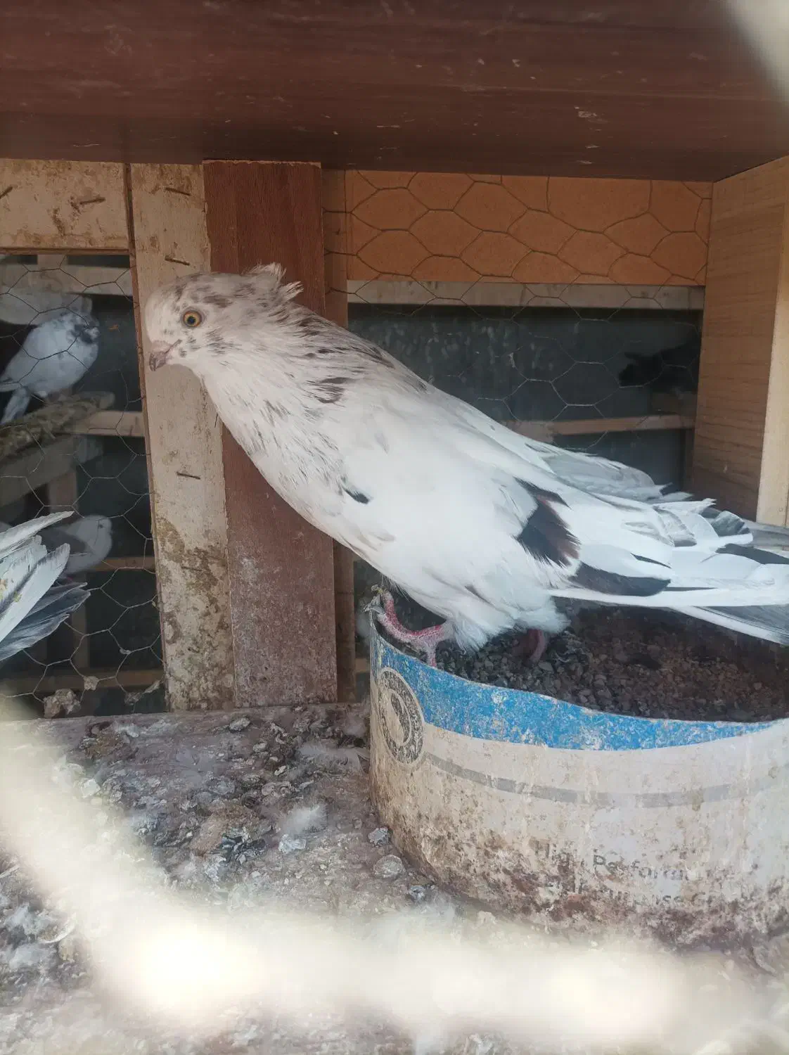 کبوتر هوایی|پرنده|شاهرود, |دیوار