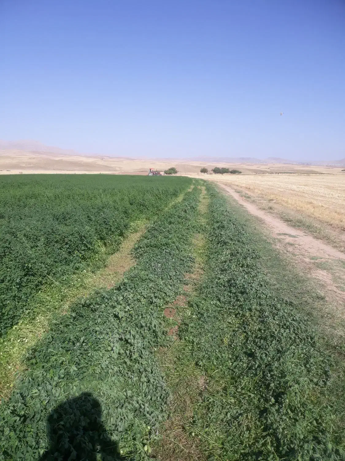 یونجه|خدمات باغبانی و درختکاری|سنقر, |دیوار