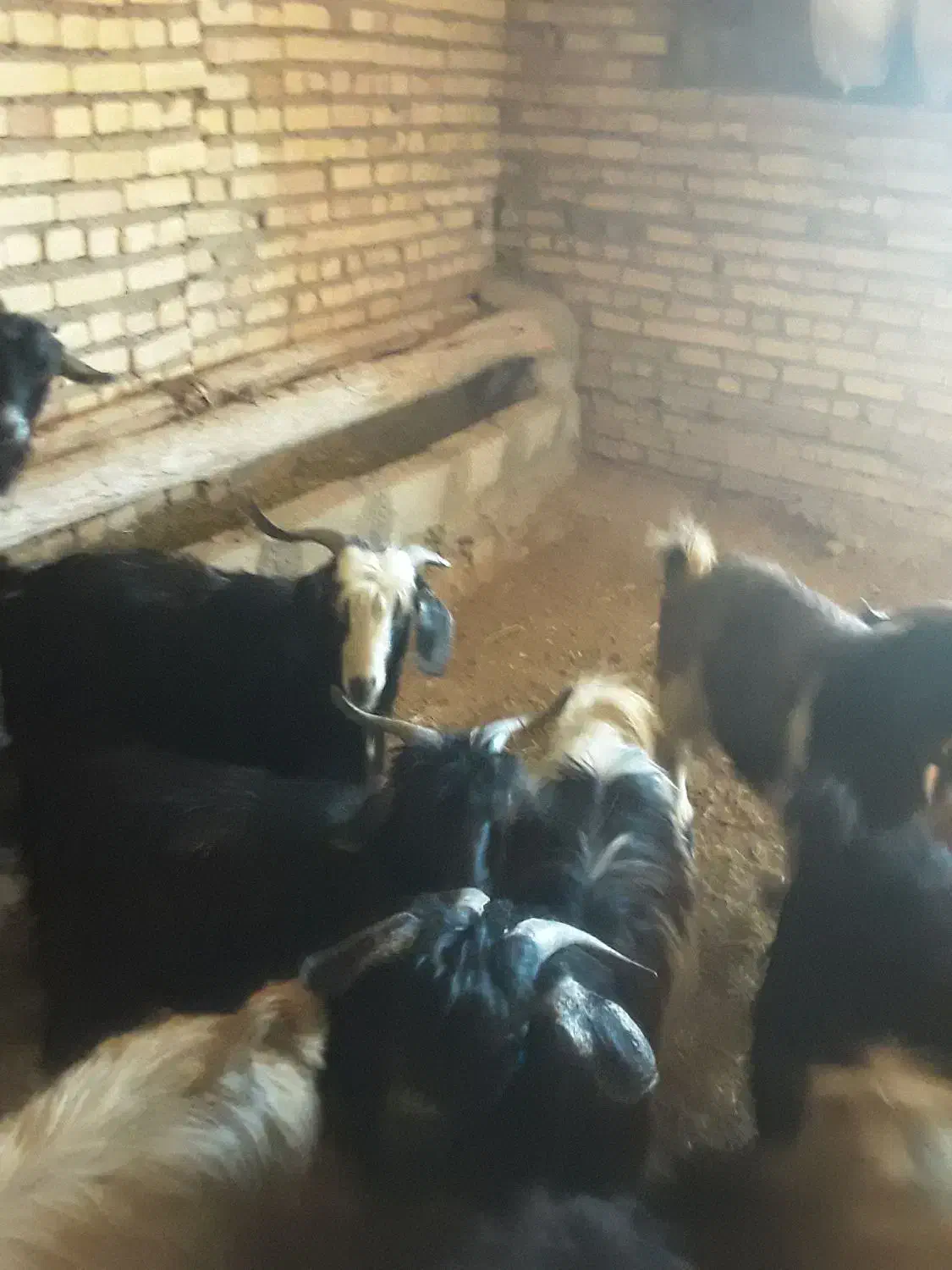 بزغاله|حیوانات مزرعه|تیکمه داش, |دیوار