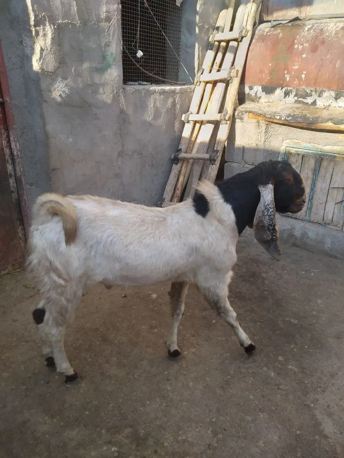 نربز پاکستانی اصل|حیوانات مزرعه|زیویه, |دیوار