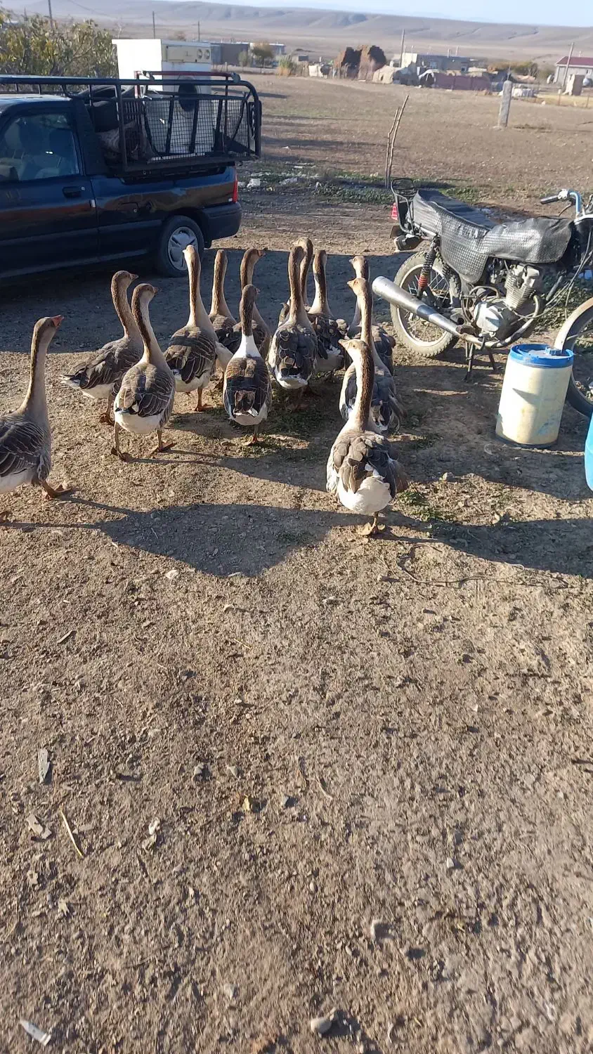 قاز|حیوانات مزرعه|قشلاق دشت, |دیوار