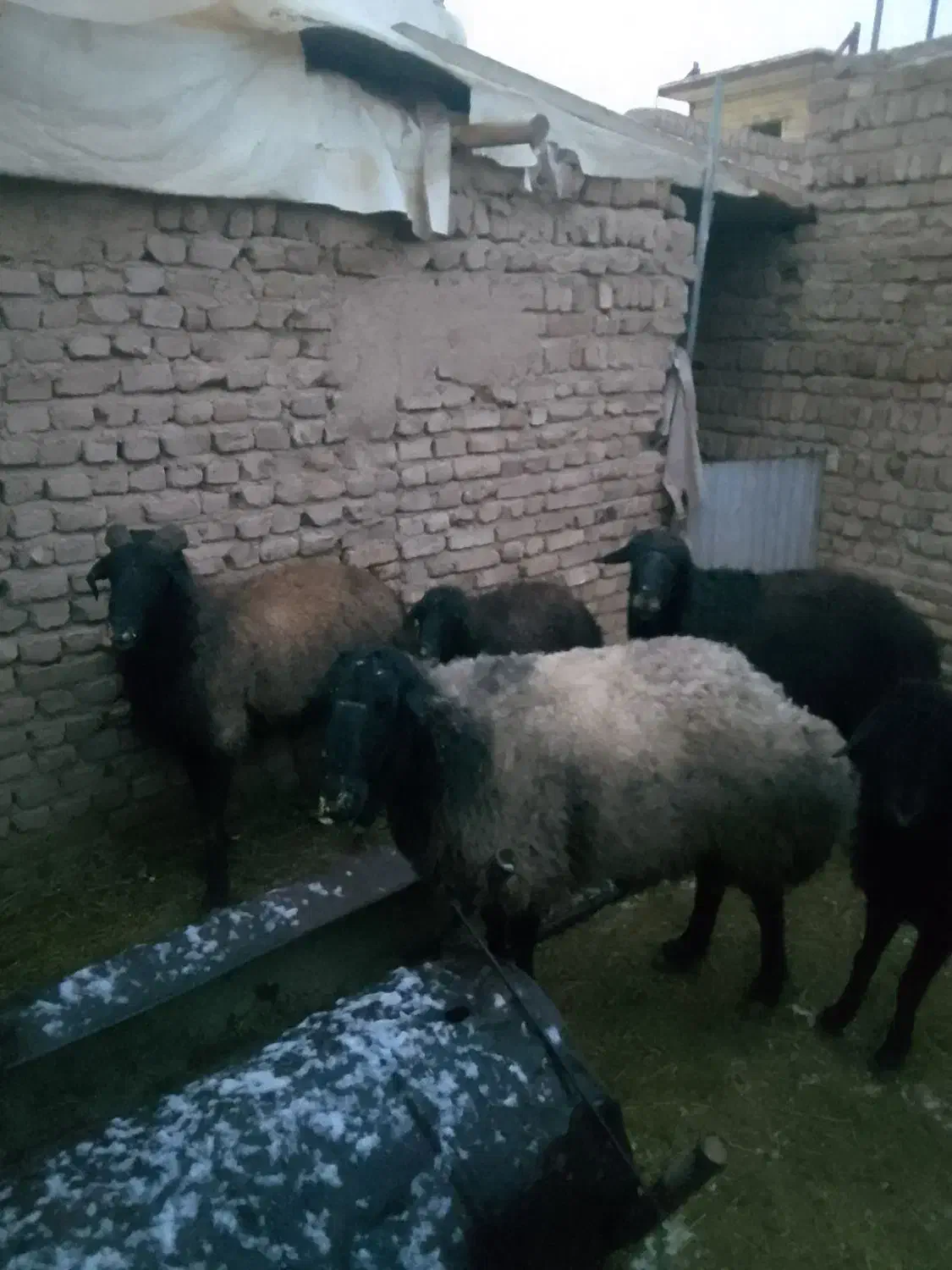 قوچ فروشی|حیوانات مزرعه|جوادآباد, |دیوار