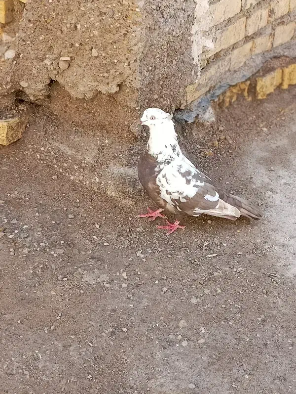 کبوتر|پرنده|سوسنگرد, |دیوار